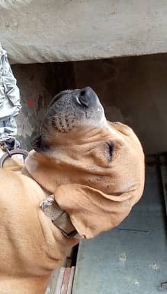Pakistani Bully available For Stud ( Breed )