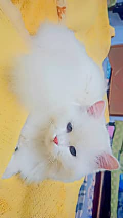 Percian Cat, First Heat, Cat For Sale