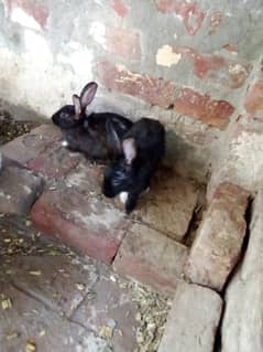 Rabbits