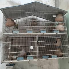 birds cage