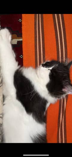 Pure persian Healthy cat. ( Rare colour )
