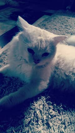 turkish angora