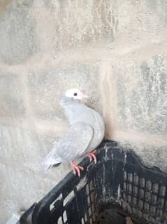 pigeon