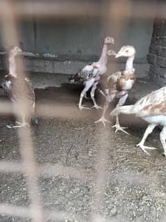 home bread aseel patha
