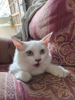 white color Persian kitten available