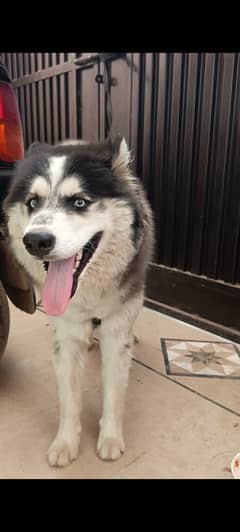 Dog age is 8 months
