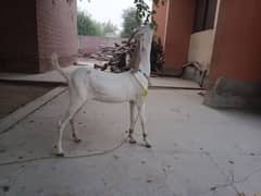 golabi