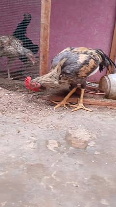 Aseel 3no k 10 hzar