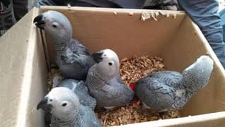 African grey parrot chicks for sale 03318845521