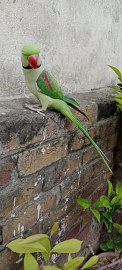 Green Parrot | Fully Tamed Raw | Fully Talking Parrot
