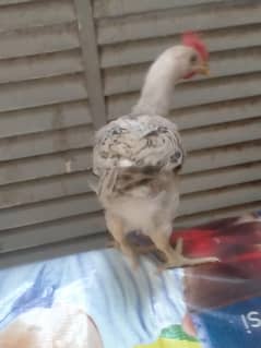 CHICKS PAIR. AGE. ,,4. , MONTHS