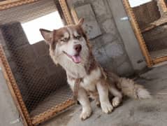 huskey puppie