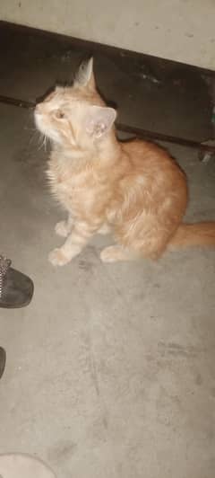 pure Persian cat for sale