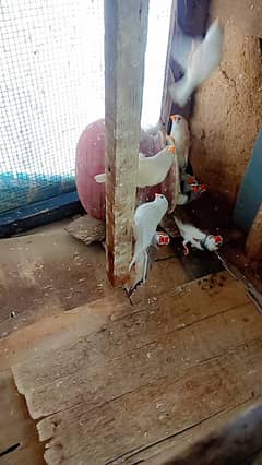 Finches