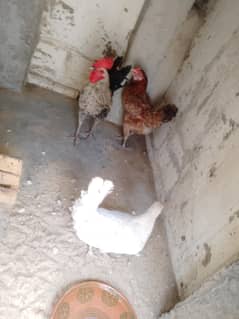 murgha murghi for sale
