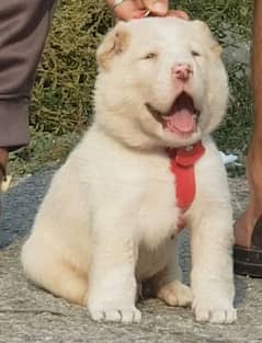 king alabai dabal hadi ful havey bone security dogs for sale