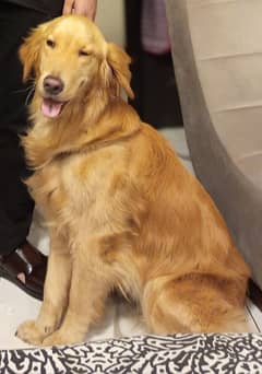 Golden retriever for mating