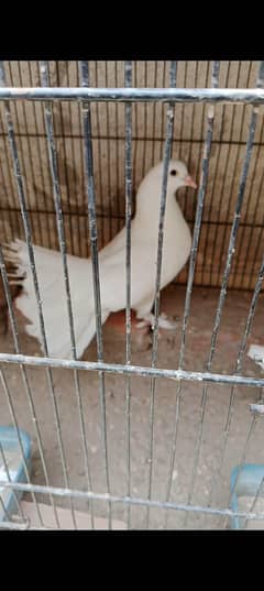 white kabootar