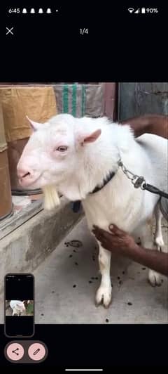 tedda breeder