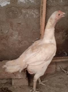 Hira murgi andy wali for sell