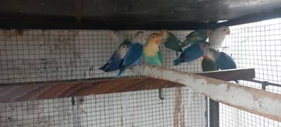 Love Birds, parblue , Oplain ,fishers