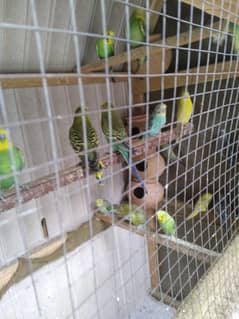 Australian parrots, 15 aprox pair