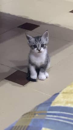 Beautiful kitten