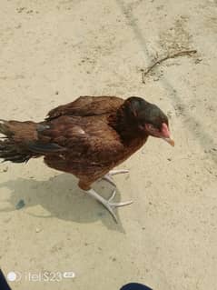 pure assel hen