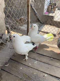 8 month age of pair