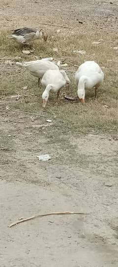 Big Ducks