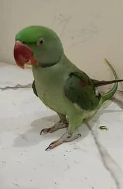 Raw parrot