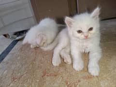 persian