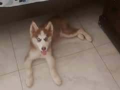 HUSKY