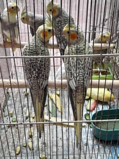 cocktail & love birds for sale