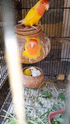 love birds for sale