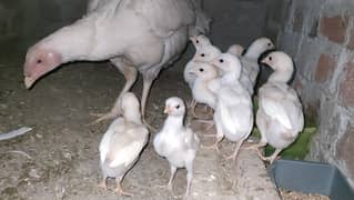 Different types of Aseels for sale