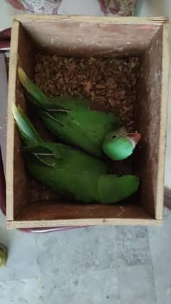Raw parrot nipali pair, 4 months old