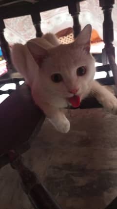 kitten