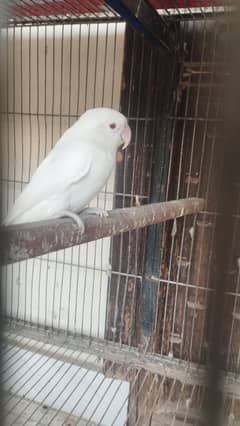 albino
