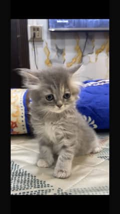 Persian kitten male and female available for new home