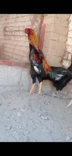 o shamo