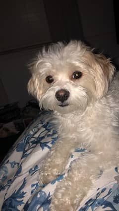 maltese