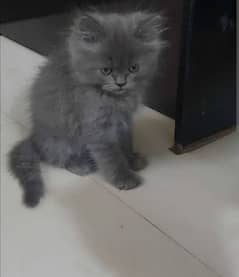 Persian