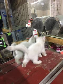 female kitten