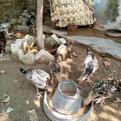 hen ke bachy asell golden cross