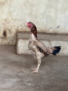 Aseel hen