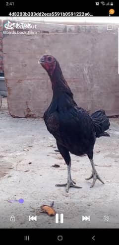 DRAGON 1 Male And 1 Female Set H Mily GaAVAILABLE IN REASONABLE PRICE.
