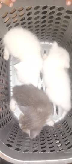 kittens Baby for sale
