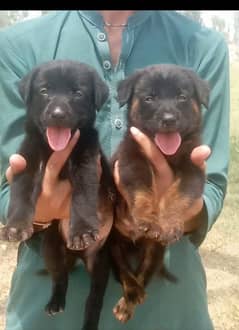 Balck German male female for sale available