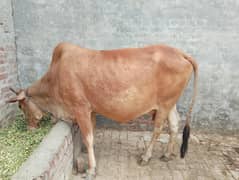 sahiwal